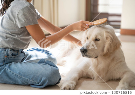 Golden retriever being gently brushed by owner Golden retriever being gently brushed by owner 130716816