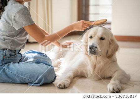 黃金獵犬正被主人輕輕梳理 130716817
