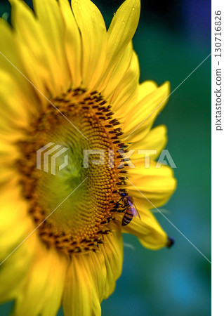 Bright sunflowers 130716826