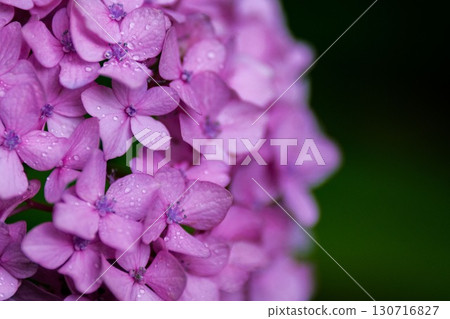 繡球花下雨好看 130716827