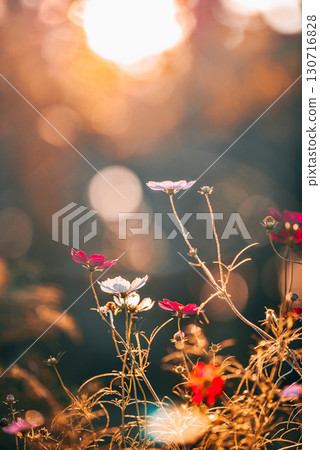 在日落弄髒的波斯菊 130716828