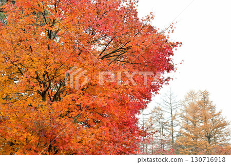 深秋時節,榛名湖畔的楓葉鮮紅欲滴 深秋時節,榛名湖畔的楓葉鮮紅欲滴 130716918