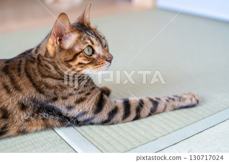 Bengal cat sitting on the floor Bengal cat sitting on the floor 130717024