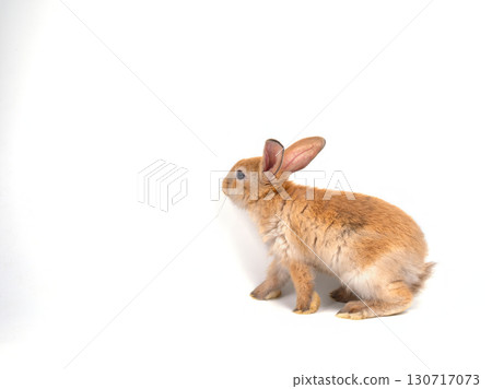 Side view of cute brown rabbit sitting on white background, symbolizing Easter holiday, pet care, adorable animals, wildlife, furry companions, natural beauty, domestic pets, and peaceful lifestyle 130717073