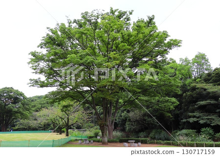 Zelkova big tree Zelkova big tree 130717159