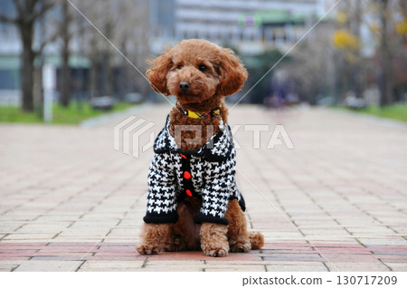 一隻可愛的、裝扮整齊的玩具貴賓犬 130717209