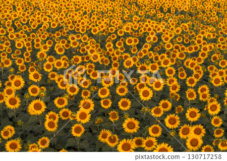 新潟縣津南向日葵廣場：沐浴在朝陽中的金色向日葵田 130717258