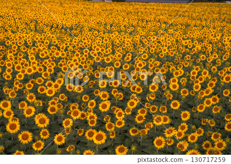 新潟縣津南向日葵廣場：沐浴在朝陽中的金色向日葵田 130717259