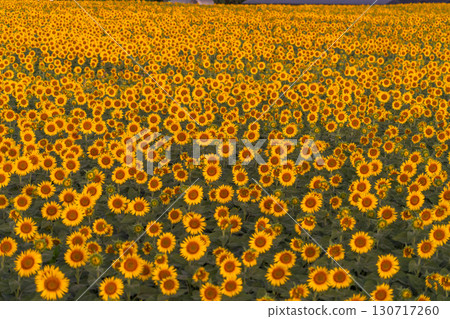 新潟縣津南向日葵廣場：沐浴在朝陽中的金色向日葵田 130717260