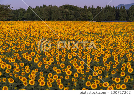 新潟縣津南向日葵廣場：沐浴在朝陽中的金色向日葵田 130717262