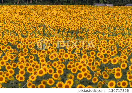 Tsunan Sunflower Square, Niigata Prefecture: Golden sunflower fields bathed in the morning sun 130717266