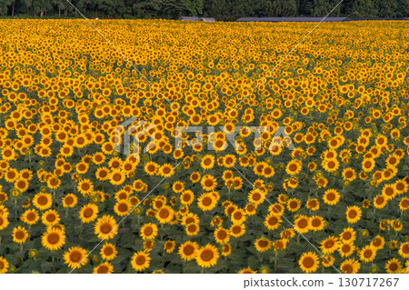 新潟縣津南向日葵廣場：沐浴在朝陽中的金色向日葵田 130717267