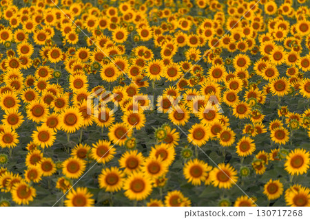 新潟縣津南向日葵廣場：沐浴在朝陽中的金色向日葵田 130717268