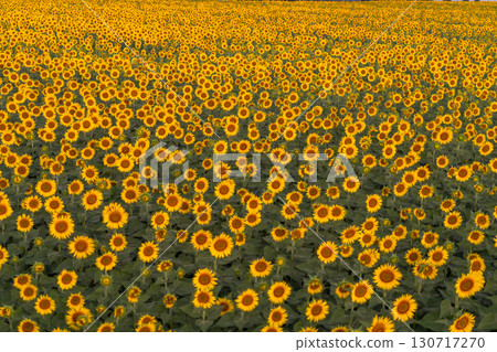 新潟縣津南向日葵廣場：沐浴在朝陽中的金色向日葵田 130717270