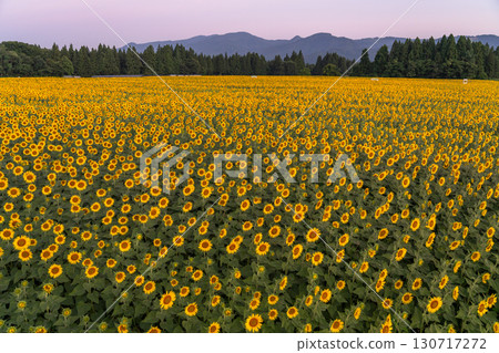 Tsunan Sunflower Square, Niigata Prefecture: Golden sunflower fields bathed in the morning sun 130717272