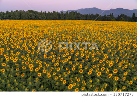 新潟縣津南向日葵廣場：沐浴在朝陽中的金色向日葵田 130717273