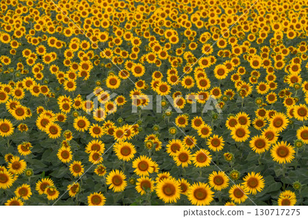 新潟縣津南向日葵廣場：沐浴在朝陽中的金色向日葵田 130717275