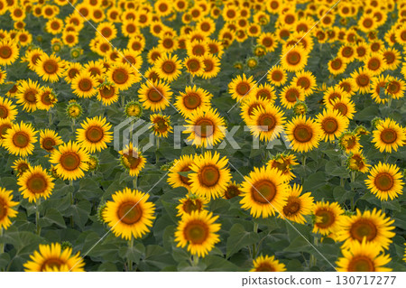 新潟縣津南向日葵廣場：沐浴在朝陽中的金色向日葵田 130717277