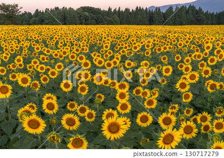 新潟縣津南向日葵廣場：沐浴在朝陽中的金色向日葵田 130717279