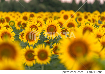 新潟縣津南向日葵廣場：沐浴在朝陽中的金色向日葵田 130717284