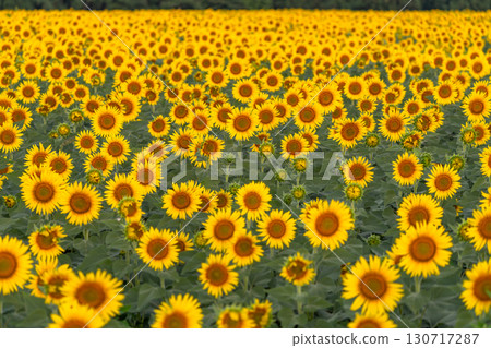 新潟縣津南向日葵廣場：沐浴在朝陽中的金色向日葵田 130717287