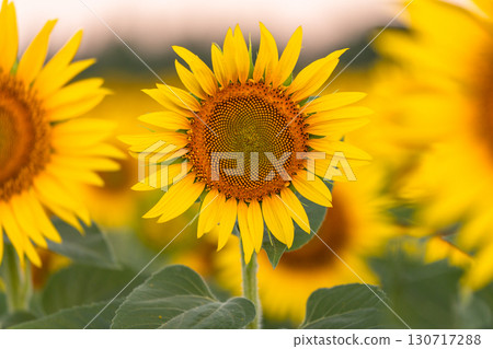 Tsunan Sunflower Square, Niigata Prefecture: Golden sunflower fields bathed in the morning sun 130717288