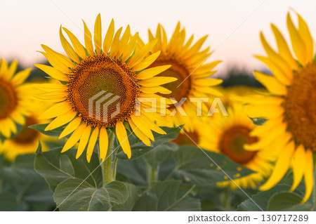 Tsunan Sunflower Square, Niigata Prefecture: Golden sunflower fields bathed in the morning sun Tsunan Sunflower Square, Niigata Prefecture: Golden sunflower fields bathed in the morning sun 130717289