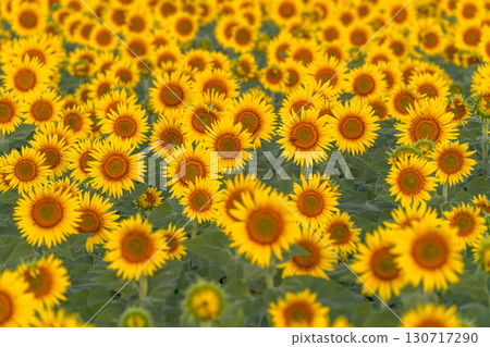 Tsunan Sunflower Square, Niigata Prefecture: Golden sunflower fields bathed in the morning sun Tsunan Sunflower Square, Niigata Prefecture: Golden sunflower fields bathed in the morning sun 130717290