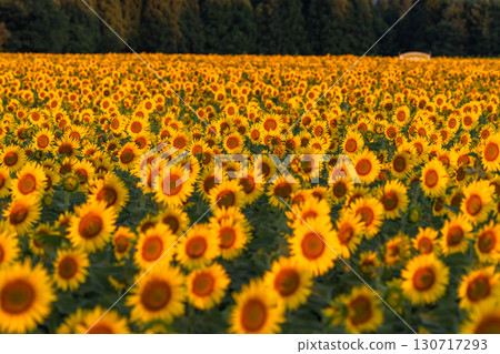 新潟縣津南向日葵廣場：沐浴在朝陽中的金色向日葵田 130717293