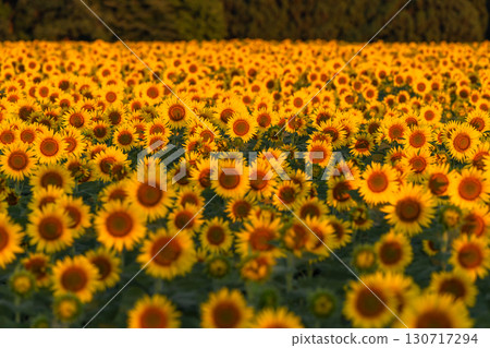 新潟縣津南向日葵廣場：沐浴在朝陽中的金色向日葵田 130717294