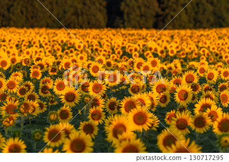 新潟縣津南向日葵廣場：沐浴在朝陽中的金色向日葵田 130717295