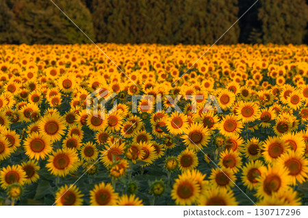 新潟縣津南向日葵廣場：沐浴在朝陽中的金色向日葵田 130717296