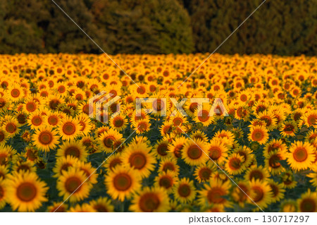 新潟縣津南向日葵廣場：沐浴在朝陽中的金色向日葵田 130717297