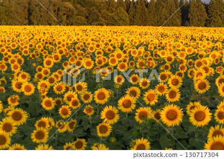 新潟縣津南向日葵廣場：沐浴在朝陽中的金色向日葵田 130717304