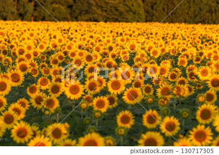 新潟縣津南向日葵廣場：沐浴在朝陽中的金色向日葵田 130717305