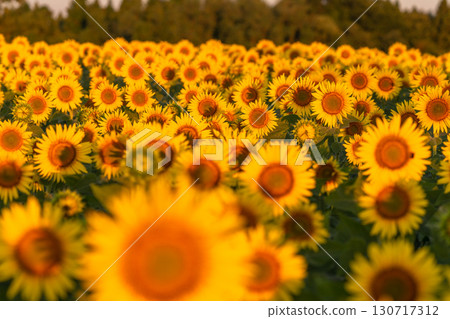 新潟縣津南向日葵廣場：沐浴在朝陽中的金色向日葵田 130717312