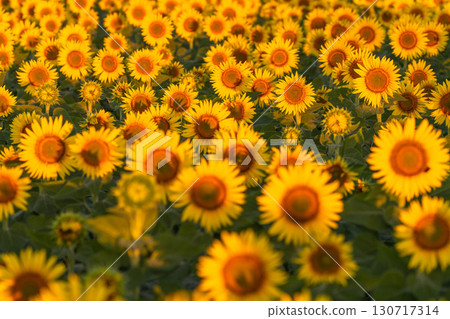 新潟縣津南向日葵廣場：沐浴在朝陽中的金色向日葵田 130717314