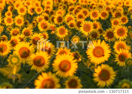 新潟縣津南向日葵廣場:沐浴在朝陽中的金色向日葵田 新潟縣津南向日葵廣場:沐浴在朝陽中的金色向日葵田 130717315