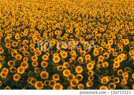 新潟縣津南向日葵廣場：沐浴在朝陽中的金色向日葵田 130717321