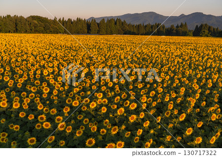 新潟縣津南向日葵廣場：沐浴在朝陽中的金色向日葵田 130717322