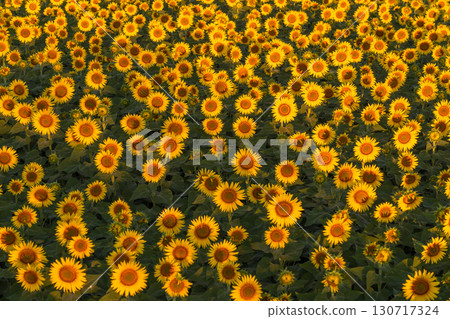 新潟縣津南向日葵廣場：沐浴在朝陽中的金色向日葵田 130717324