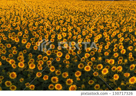 新潟縣津南向日葵廣場：沐浴在朝陽中的金色向日葵田 130717326