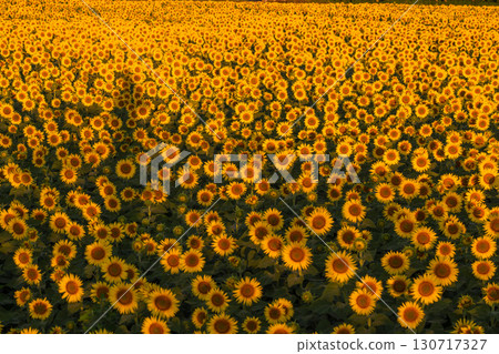 新潟縣津南向日葵廣場：沐浴在朝陽中的金色向日葵田 130717327