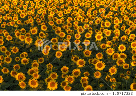 Tsunan Sunflower Square, Niigata Prefecture: Golden sunflower fields bathed in the morning sun Tsunan Sunflower Square, Niigata Prefecture: Golden sunflower fields bathed in the morning sun 130717328