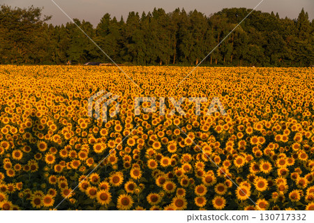 Tsunan Sunflower Square, Niigata Prefecture: Golden sunflower fields bathed in the morning sun Tsunan Sunflower Square, Niigata Prefecture: Golden sunflower fields bathed in the morning sun 130717332