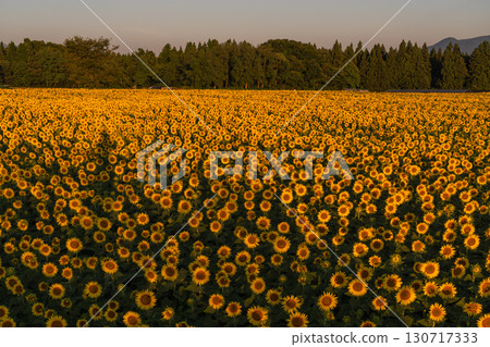 新潟縣津南向日葵廣場：沐浴在朝陽中的金色向日葵田 130717333