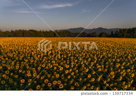 新潟縣津南向日葵廣場：沐浴在朝陽中的金色向日葵田 130717334