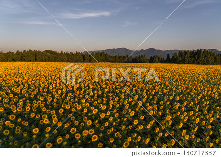 新潟縣津南向日葵廣場：沐浴在朝陽中的金色向日葵田 130717337