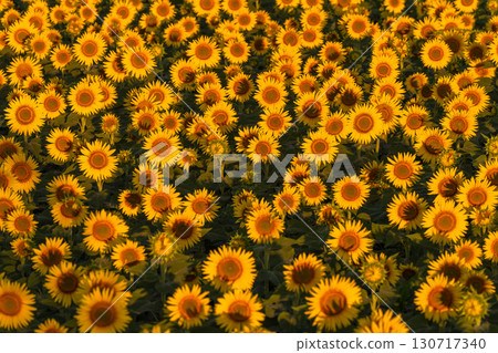 Tsunan Sunflower Square, Niigata Prefecture: Golden sunflower fields bathed in the morning sun 130717340