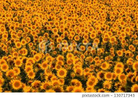 新潟縣津南向日葵廣場：沐浴在朝陽中的金色向日葵田 130717343